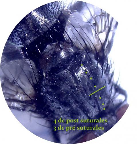 Dinera sp.